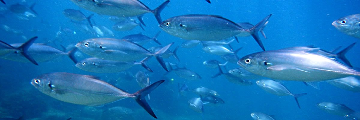 Fish in the waters of San Jose del Cabo