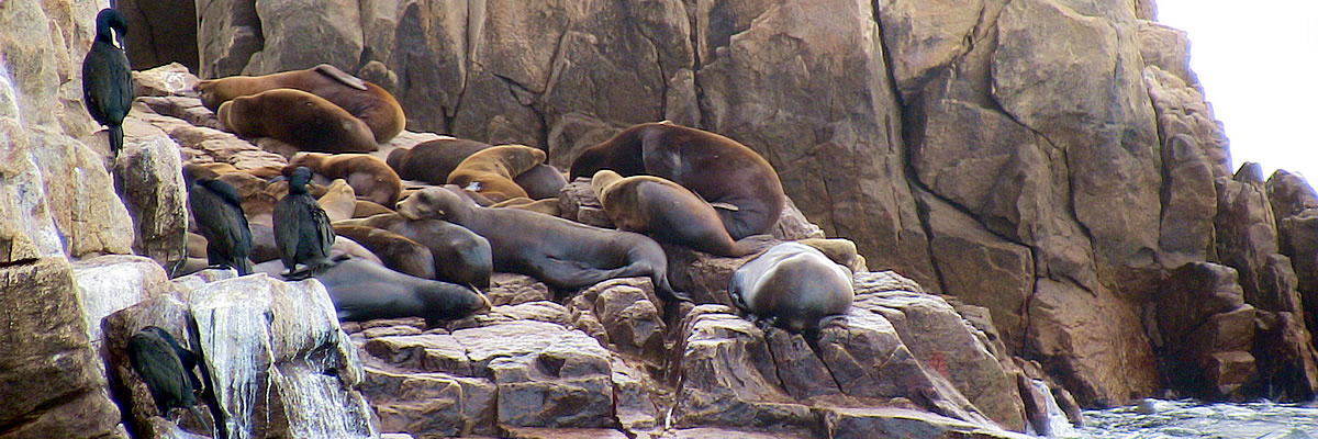 Sea Lions at Land&#039;s End