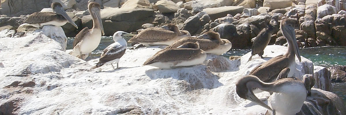 Pelicans at Land&#039;s End